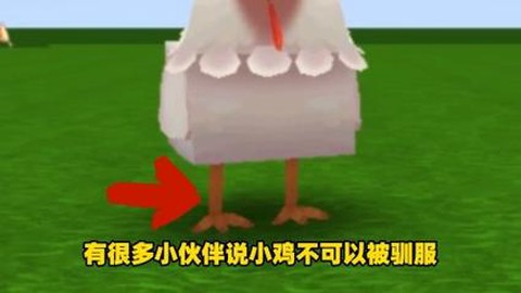 迷你世界如何驯服战斗鸡