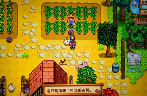 星露谷物语小鸡吃什么
