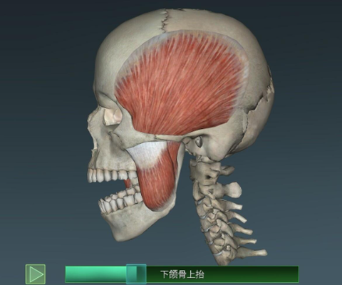 人体解剖学图集[图2]