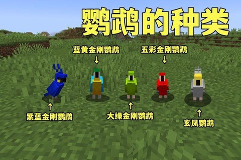 我的世界怎么训服鹦鹉[图2]