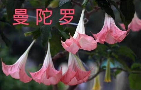 古剑奇谭曼陀花怎么得