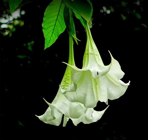 古剑奇谭曼陀花怎么得[图2]