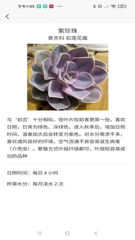 嘟嘟多肉植物鉴图2