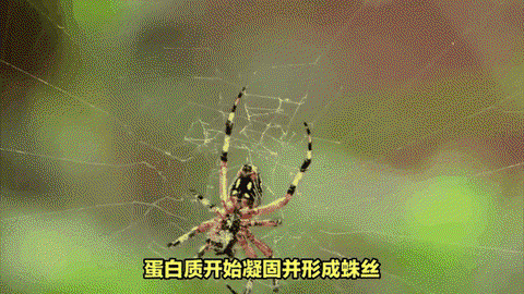 我的世界蜘蛛丝怎么得