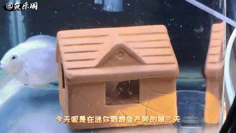 迷你世界生鱼怎么得[图1]