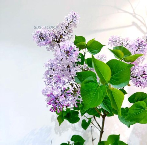 迷你世界丁香花怎么种