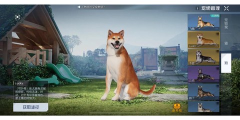 qq炫舞柴犬怎么获得