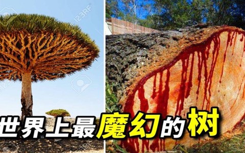 迷你世界怎么龙血树[图2]