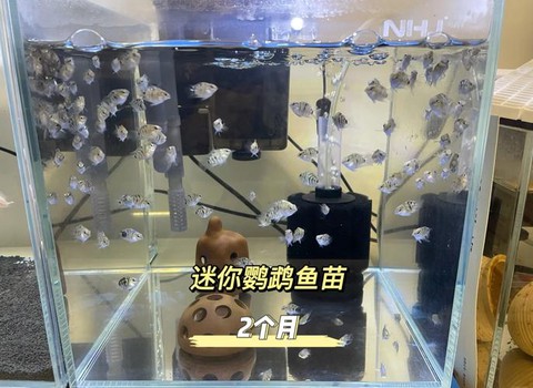 迷你世界鱼怎么繁殖[图1]