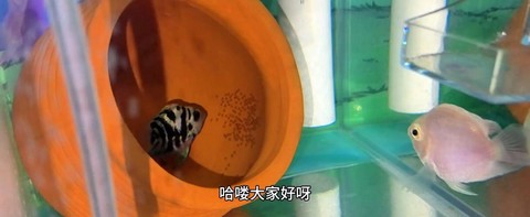迷你世界鱼怎么繁殖[图2]