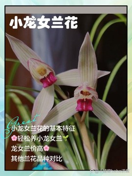 兰花魔域一条龙怎么样[图1]