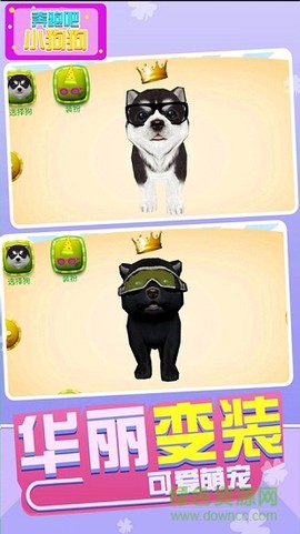 奔跑吧狗狗图1