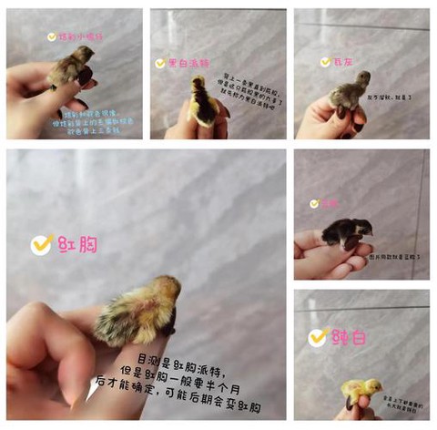 新版迷你世界怎么养鸡[图1]