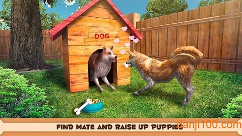 你的狗狗：柴犬图1