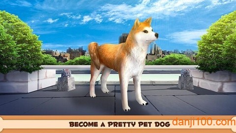 你的狗狗：柴犬图2