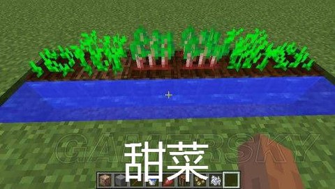 我的世界甜菜怎么种[图2]