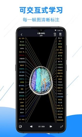 影像解剖图谱图1