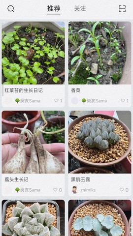 小植物图3