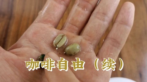 我的世界咖啡豆怎么种[图1]