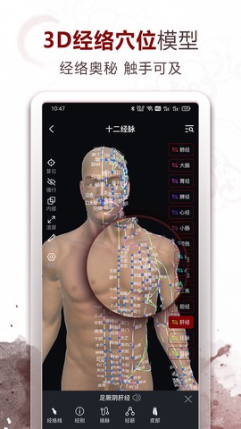中医经络穴位图2