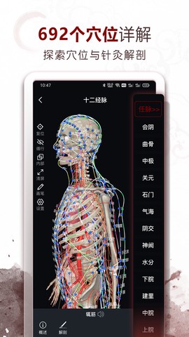 中医经络穴位图3