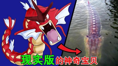 真的宝可梦长什么样子[图1]