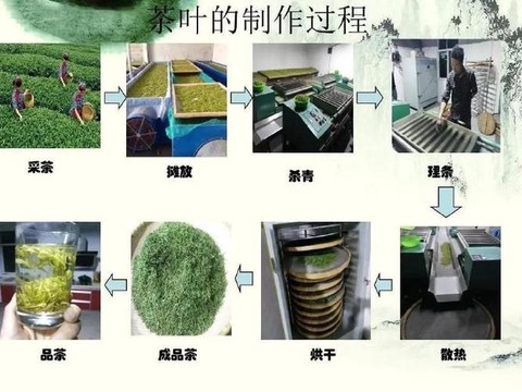 九阴真经绿茶怎么加工