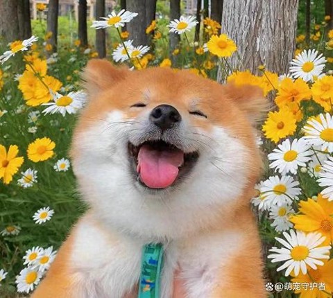 阴阳师柴犬守护是什么