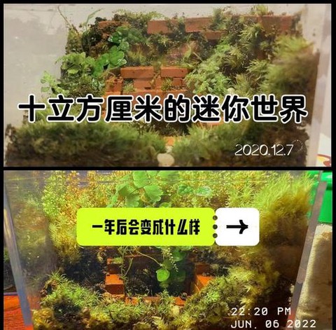 迷你世界苔石怎么做[图2]