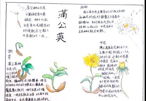 我的世界蒲公英怎么种[图2]