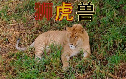 大话2狮虎兽为什么不好[图2]