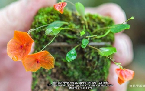 迷你世界兰花怎么刷[图2]