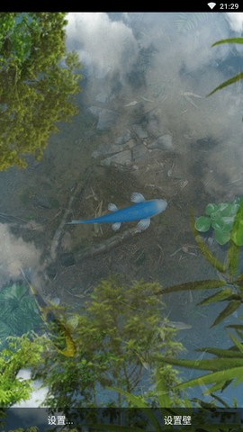 锦鲤动态壁纸图2