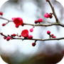 梅花易数笔记