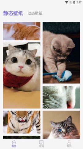 我的猫咪图1