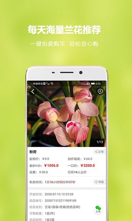 兰花交易网[图1]
