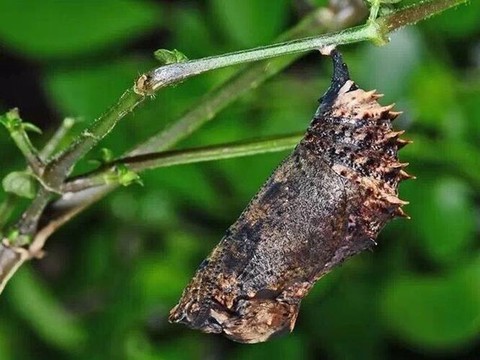 迷你世界枯叶如何获得