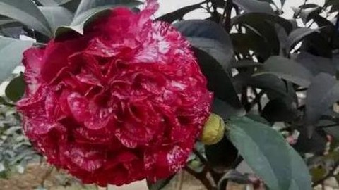 侠客风云传茶花叫什么[图2]