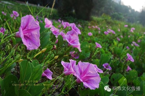 qq炫舞喇叭花怎么得