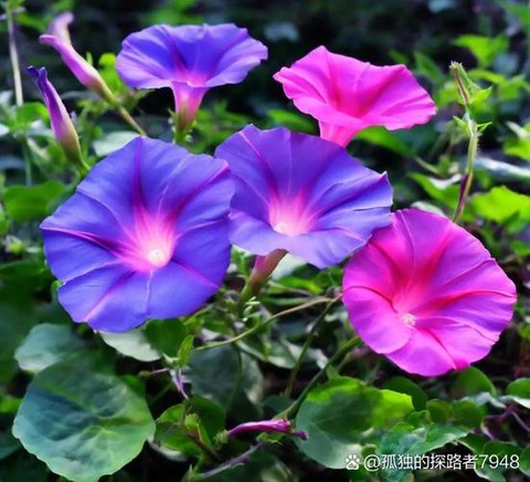 qq炫舞喇叭花怎么得[图1]