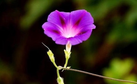 qq炫舞喇叭花怎么得[图2]