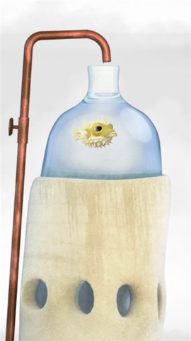 行走的老鲸鱼图2