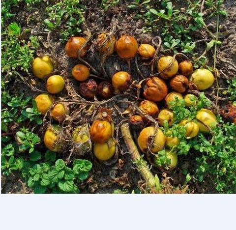 怪物猎人风茄怎么种[图2]