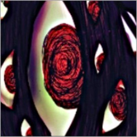 脑叶公司手游[图1]