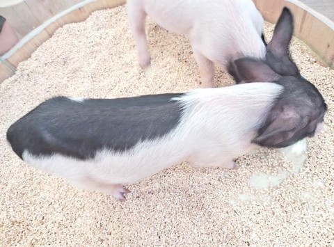 迷你世界的猪怎么驯服