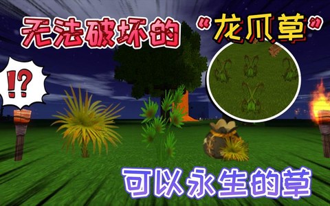 迷你世界龙爪草怎么种[图1]