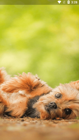 爱狗交流器[图2]