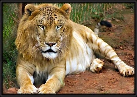 大话西游狮虎兽怎么样