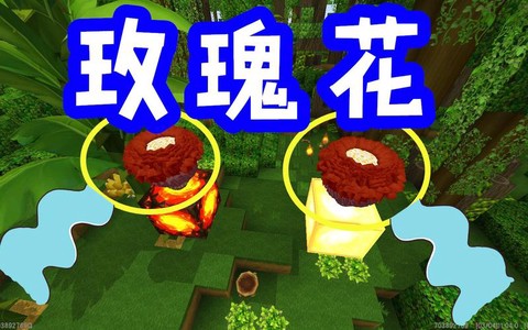 迷你世界玫瑰花怎么养