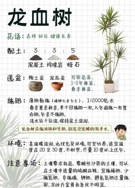 迷你世界龙血树怎么种